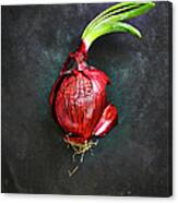 Red Onion On Black Ground, Elevated View Canvas Print
