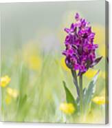 Red Orchis Canvas Print