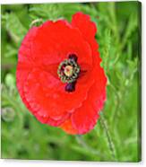Red Poppy Square Canvas Print