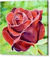 Red Red Rose Canvas Print