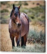 Red Roan Alerted Canvas Print
