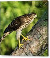 Red Shouldered Hawk Looking For Prey Canvas Print