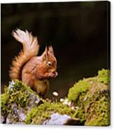 Red Squirrel Eating Nuts Canvas Print