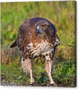 Red-tailed Hawk Hunting Bugs Canvas Print