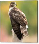 Red-tailed Hawk Canvas Print