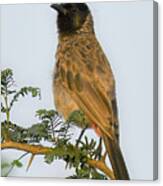 Red-vented Bulbul Canvas Print