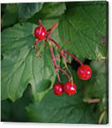 Red Wild Berries Canvas Print