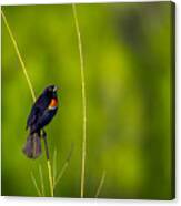 Red-winged Blackbird Canvas Print