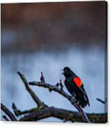 Red-winged Blackbird Protests Canvas Print