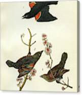 Red-winged Black-bird Canvas Print