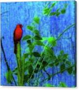 Redbird Enjoying The Clarity Of A Blue And Green Moment Canvas Print