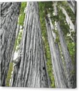 Redwoods Forest Iv Bw With Color Canvas Print