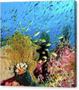 Reef At Cabilao Canvas Print