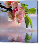 Reflections Of Spring At Apple Blossom Time Canvas Print