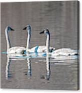 Reflections Of Three Canvas Print