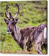 Reindeer, Denali National Park, Alaska Canvas Print