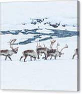 Reindeer Canvas Print