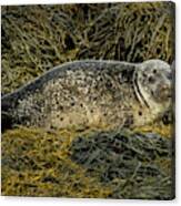 Relaxing Common Seal At The Coast Near Dunvegan Castle On The Isle Of Skye In Scotland Canvas Print