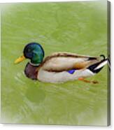 Resting Duck Canvas Print