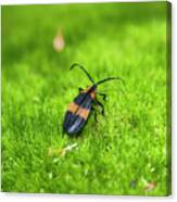 Reticulated Netwinged Beetle Canvas Print