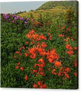 Rhododendron And Flame Azalea Canvas Print