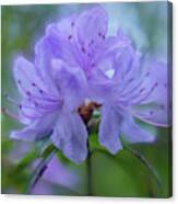 Rhododendron In Blue Canvas Print