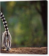 Ring-tailed Lemur Walking Away Rear View Canvas Print