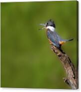 Ringed Kingfisher (megaceryle Torquata Canvas Print