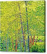 River Birch Color Change Late Spring Canvas Print