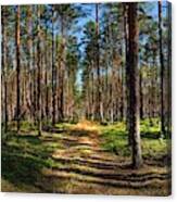 Road Through The Mazovian Woods Canvas Print