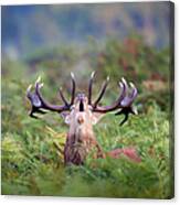 Roaring Red Deer Stag In Bracken Cervus Canvas Print