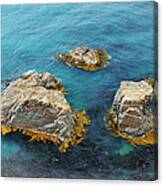 Rock With Seaweed Canvas Print