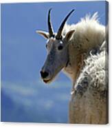 Rocky Mountain Goat Oreamnos Americanus Canvas Print