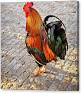 Rooster Strut Canvas Print