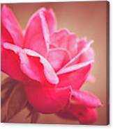 Rose Bloom In Film Finish Canvas Print