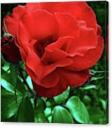 Rose For You Canvas Print