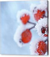 Rose Hips In Winter Canvas Print
