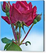 Rose With Buds Canvas Print