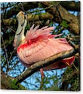 Roseate Spoonbill Poses Canvas Print