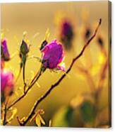 Roses In Gold Canvas Print