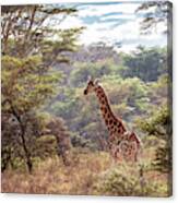 Rothschild Giraffe In Lake Nakuru Kenya Canvas Print