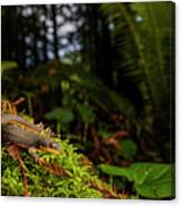 Rough Skinned Newt In Redwood Forest Canvas Print