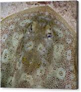 Round Stingray Eyes Canvas Print