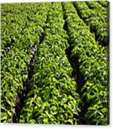 Rows Of Young Coffee Trees Canvas Print