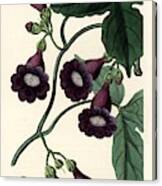 Royal Purple Gaybine. Edwards' Botanical Register, Edited By John Lindley, London, Ridgeway, 1842. Canvas Print