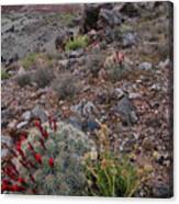 Ruby Mountain Wildflowers And Cacti Canvas Print