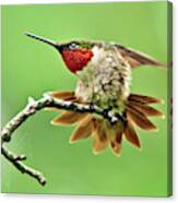 Ruby Throated Hummingbird 4 Canvas Print