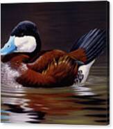 Ruddy Duck Canvas Print