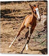 Running Young Filly Canvas Print
