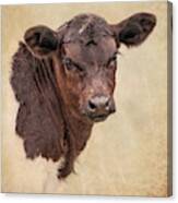 Rustic Texas Longhorn Calf Portrait Canvas Print